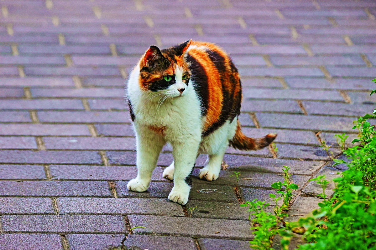 佳能1dxmarkⅢ70200mmf282倍增巨镜北京北海公园拍摄的花猫