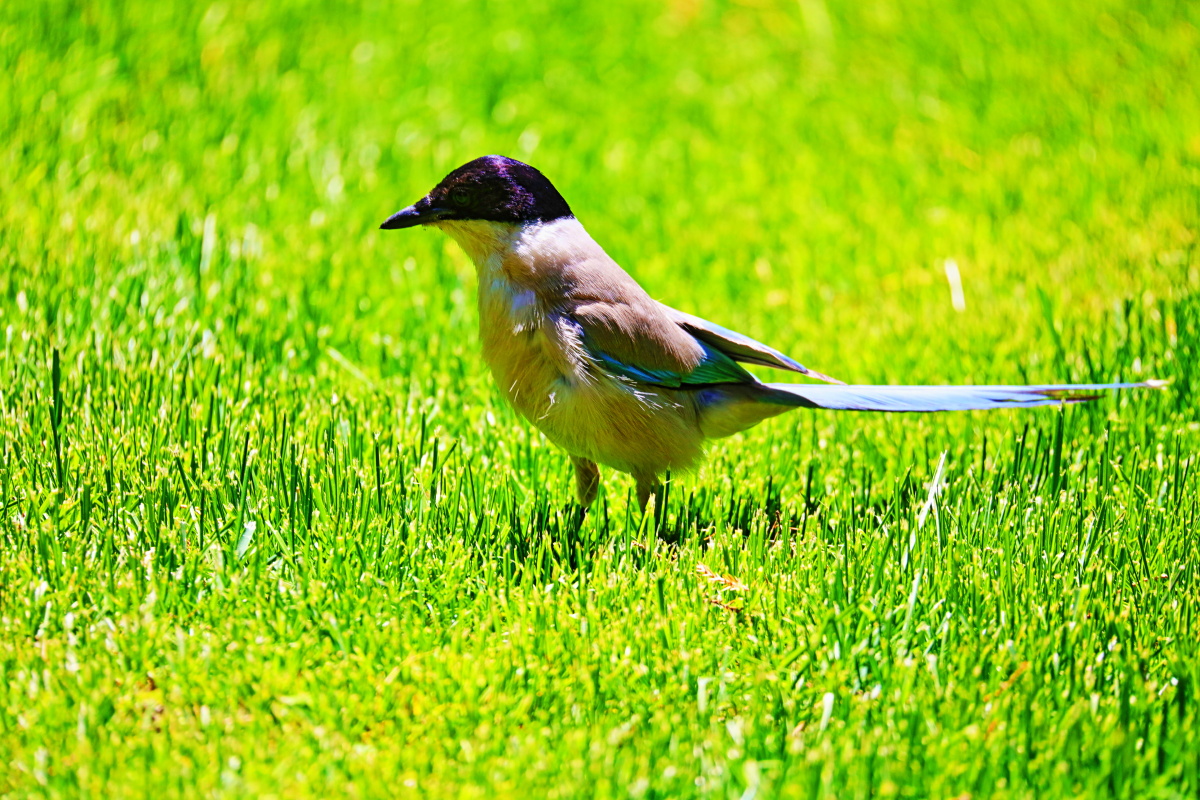 超长焦距镜头的魅力佳能5dmarkiv150600mmf563中山公园拍摄的灰喜鹊