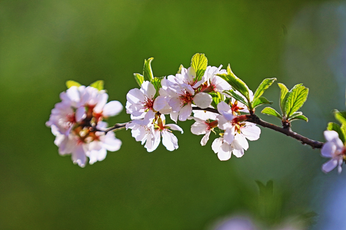 北京双秀公园拍摄的毛樱桃