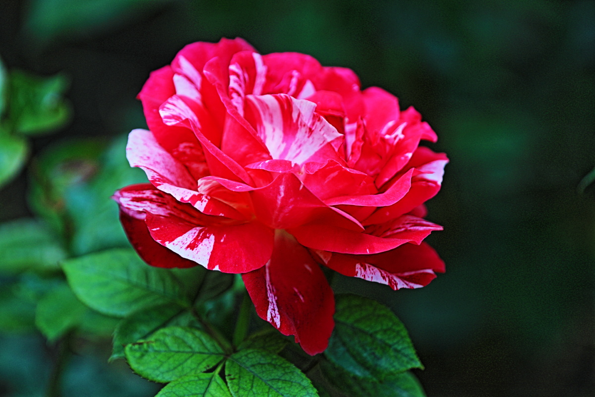 北京朝阳区月季公园拍摄的月季花