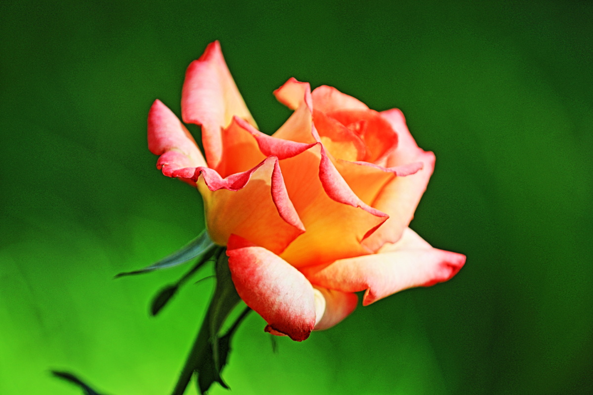 北京朝阳区月季公园拍摄的月季花