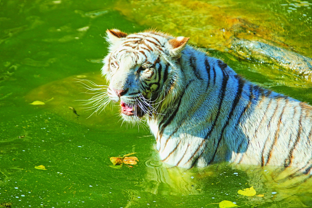 北京野生动物园拍摄的白虎