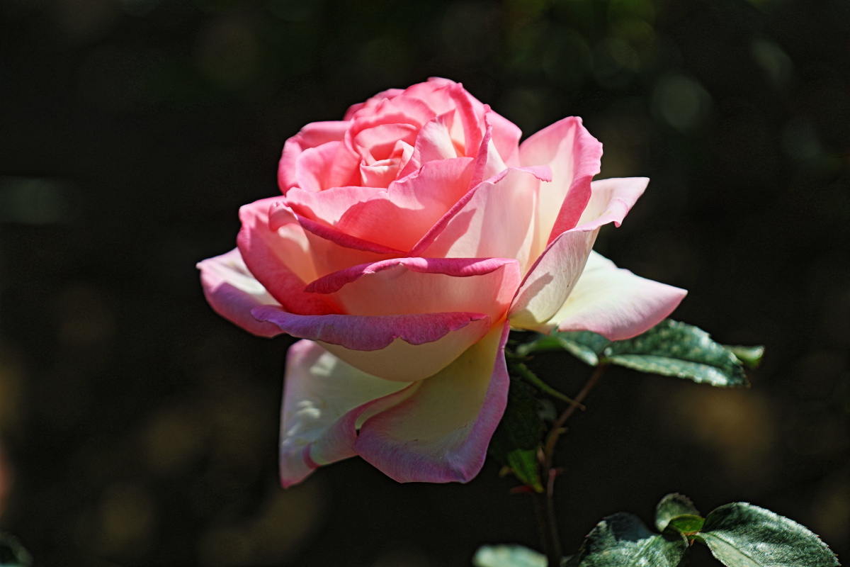 北京马甸公园拍摄的月季花95 - 摄影师162977011005131 - 图虫