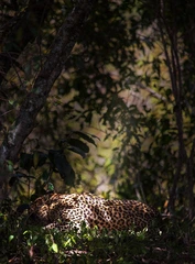 Sleeping beauty
