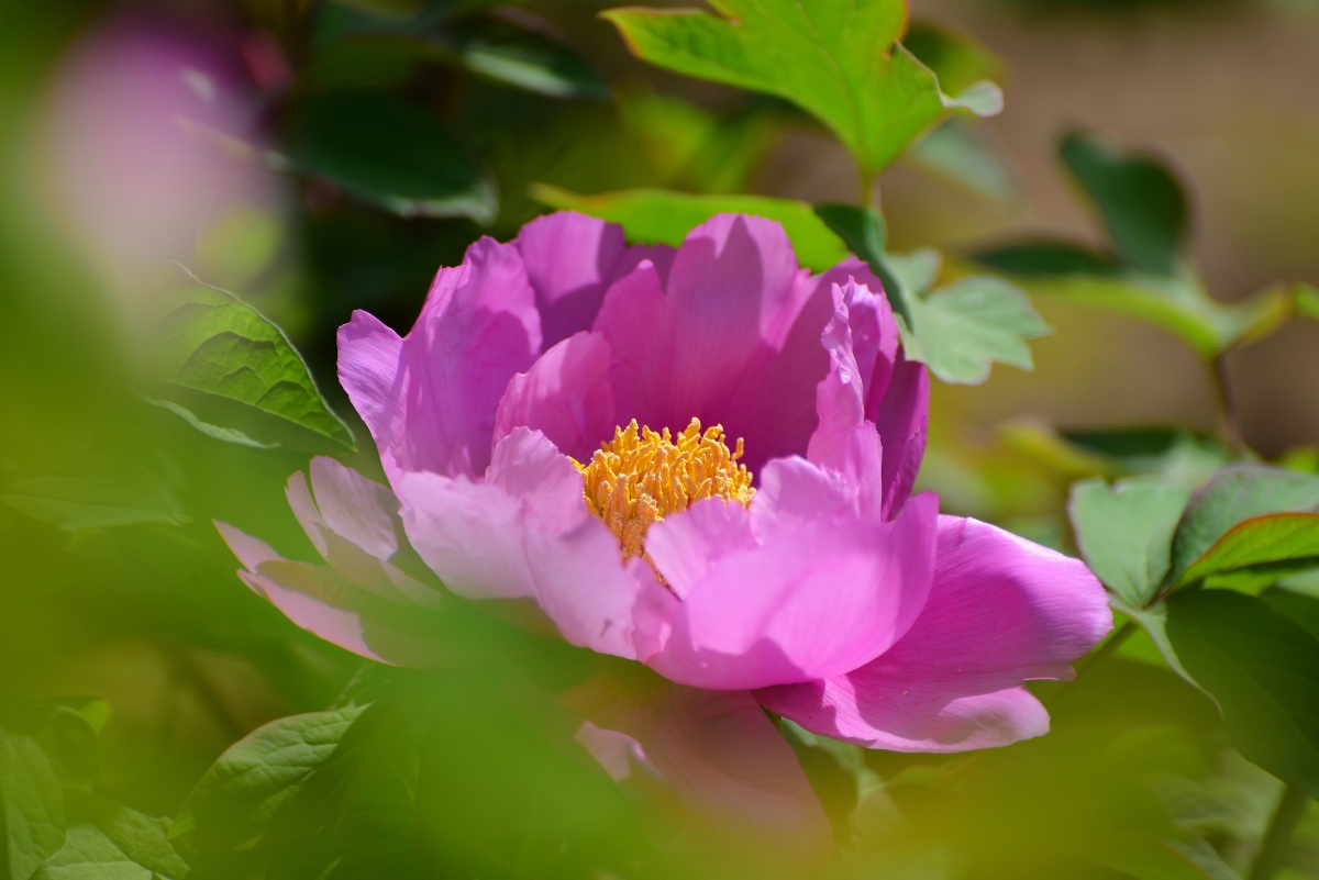 姹紫嫣红的长安牡丹 - 纺织城游民 - 图虫