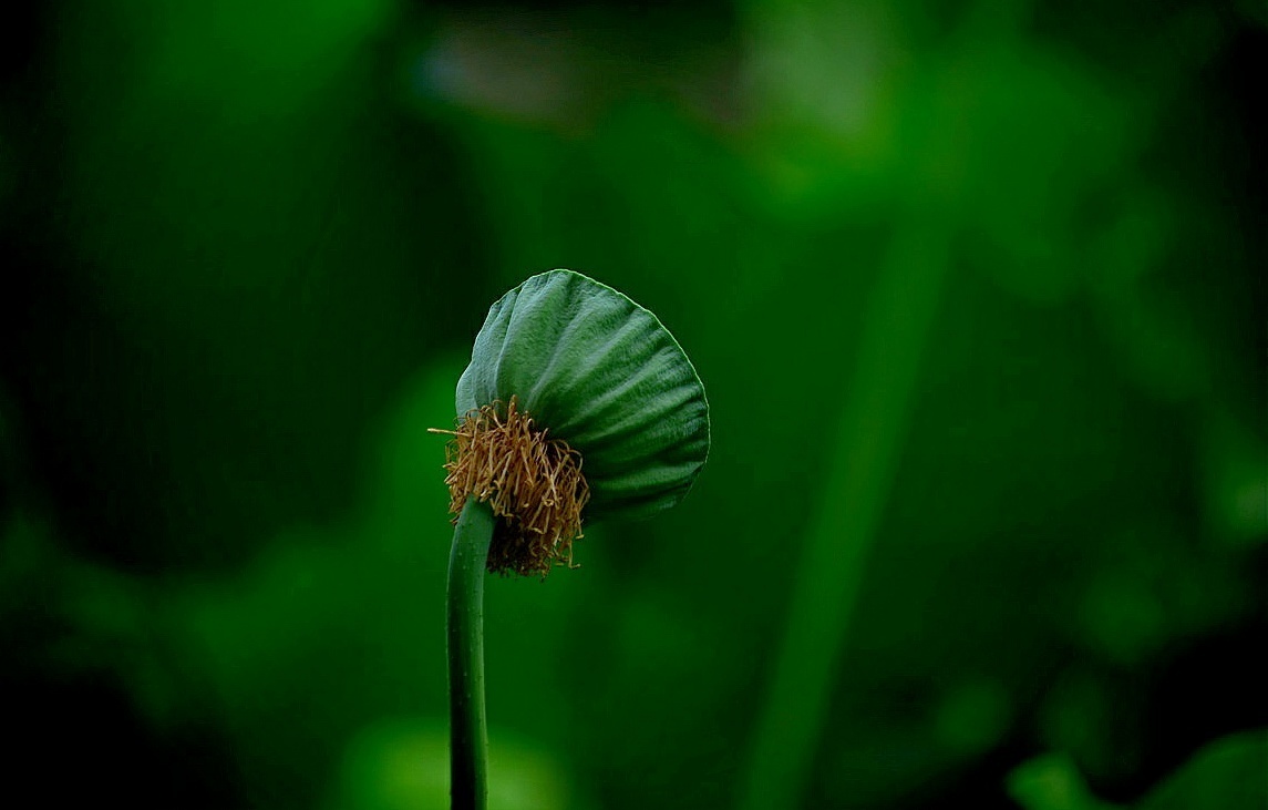 花落之后看晓荷