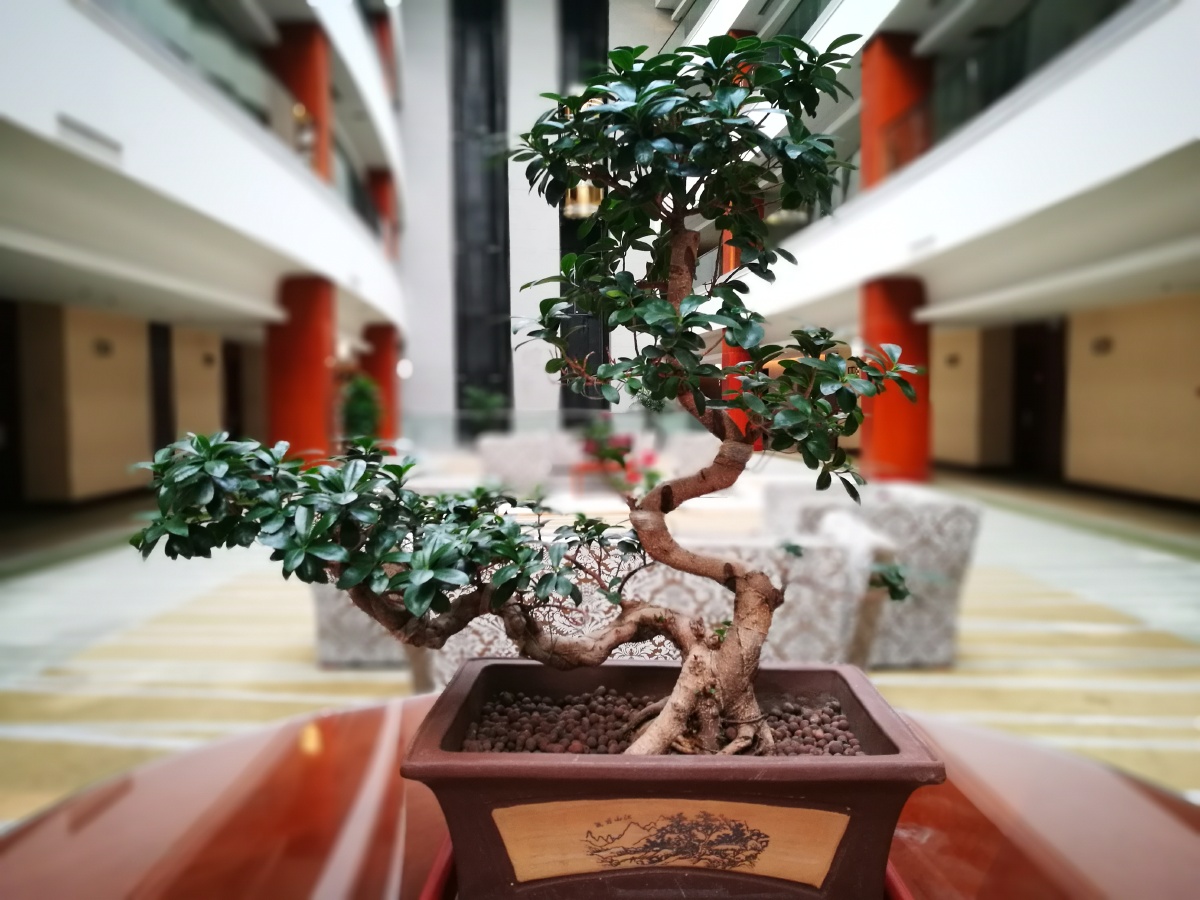 酒店的盆景