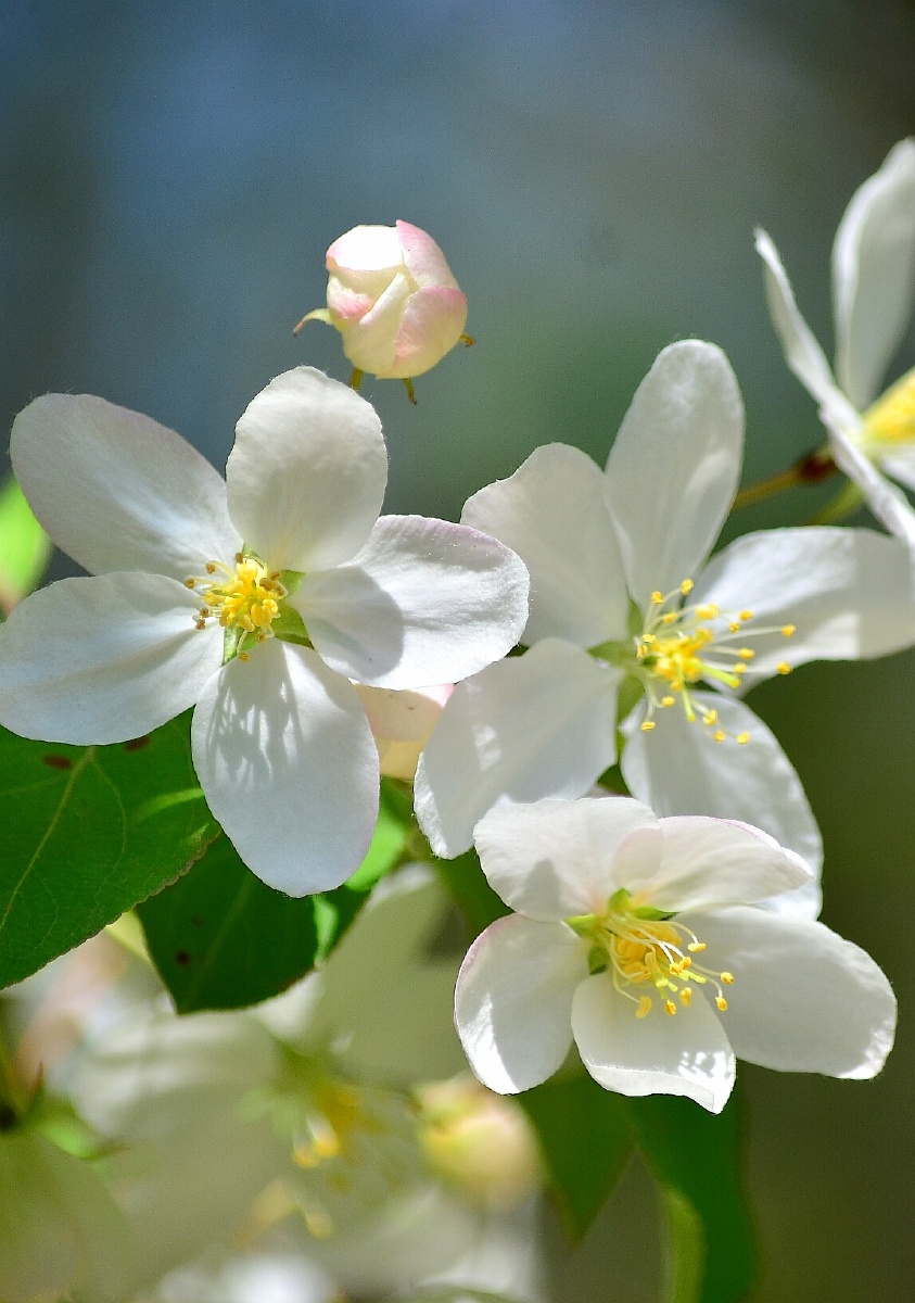 春天里那个百花香
