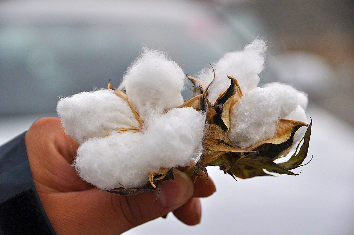 一朵棉花摄于新疆哈密路边