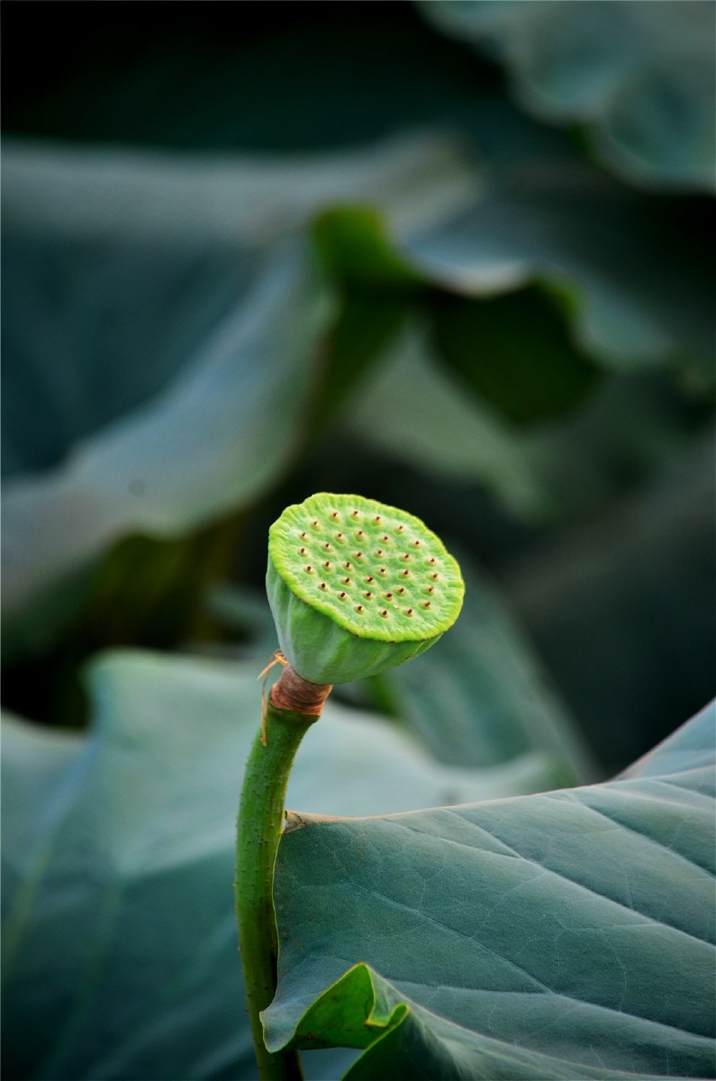花落之后看晓荷