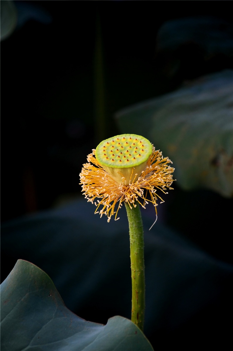 花落之后看晓荷