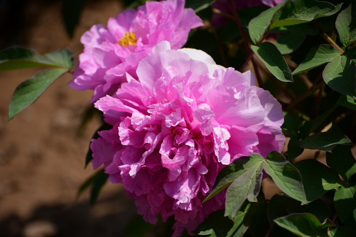 姹紫嫣红的长安牡丹 - 纺织城游民 - 图虫