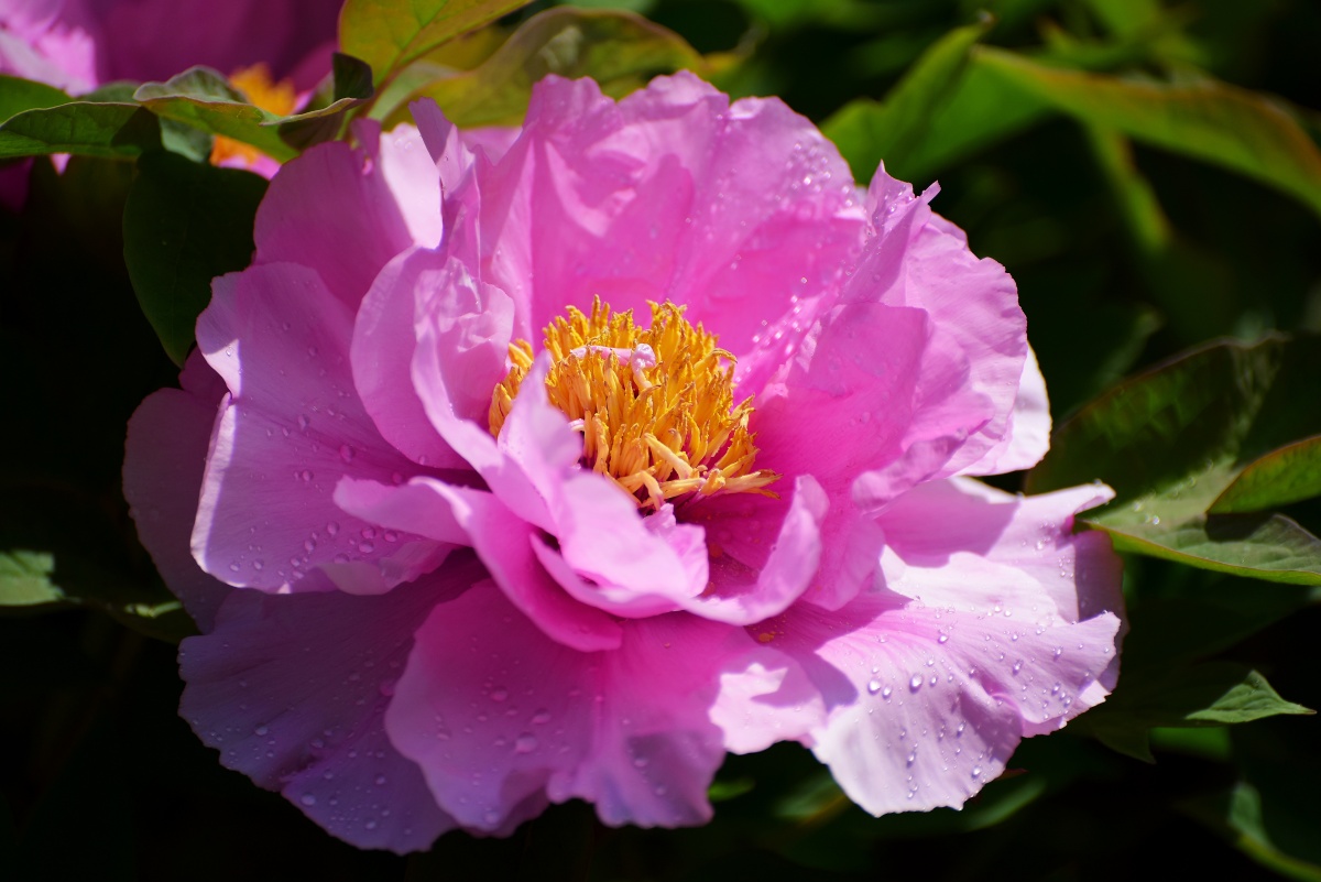 姹紫嫣红的长安牡丹 - 纺织城游民 - 图虫