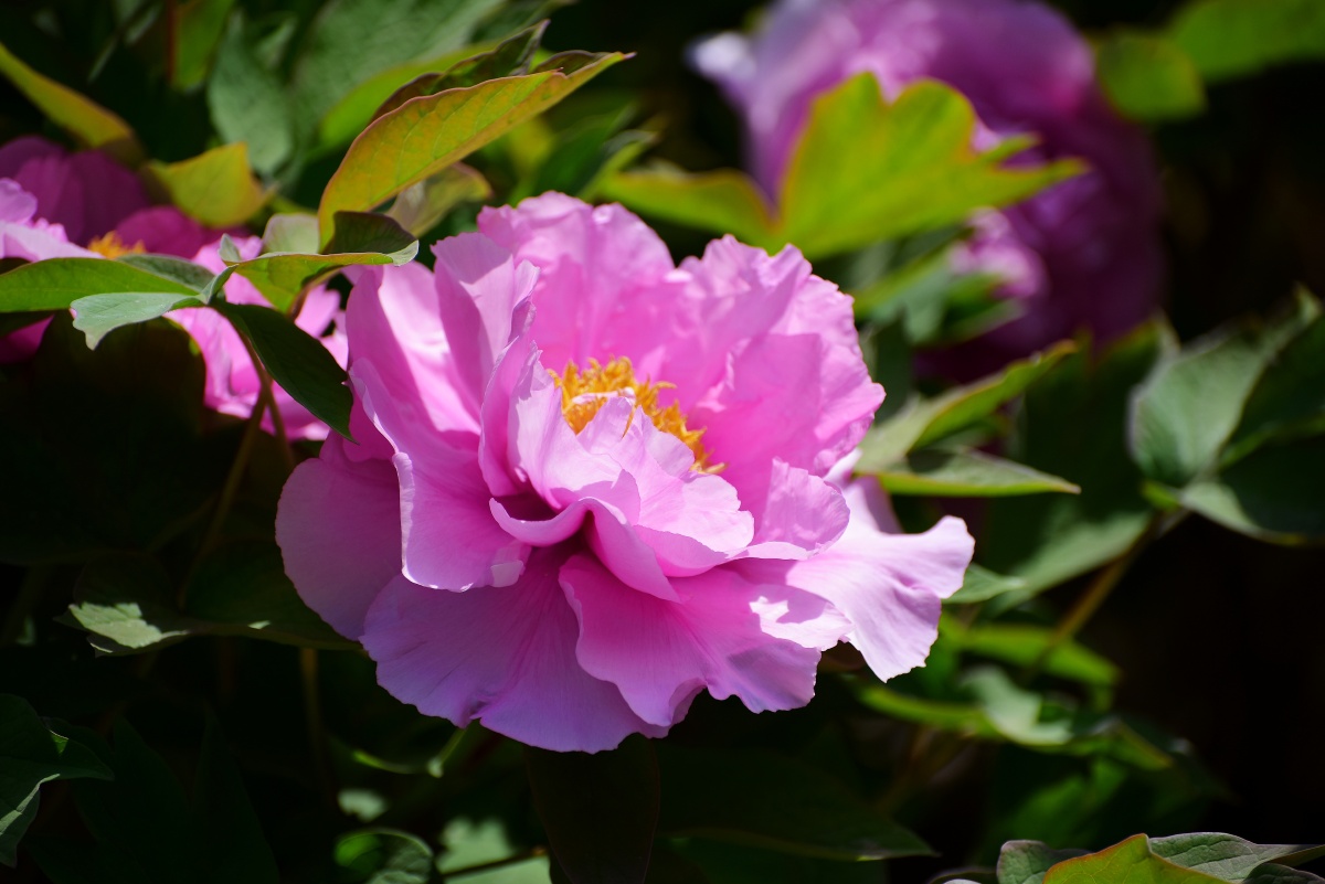 姹紫嫣红的长安牡丹 - 纺织城游民 - 图虫