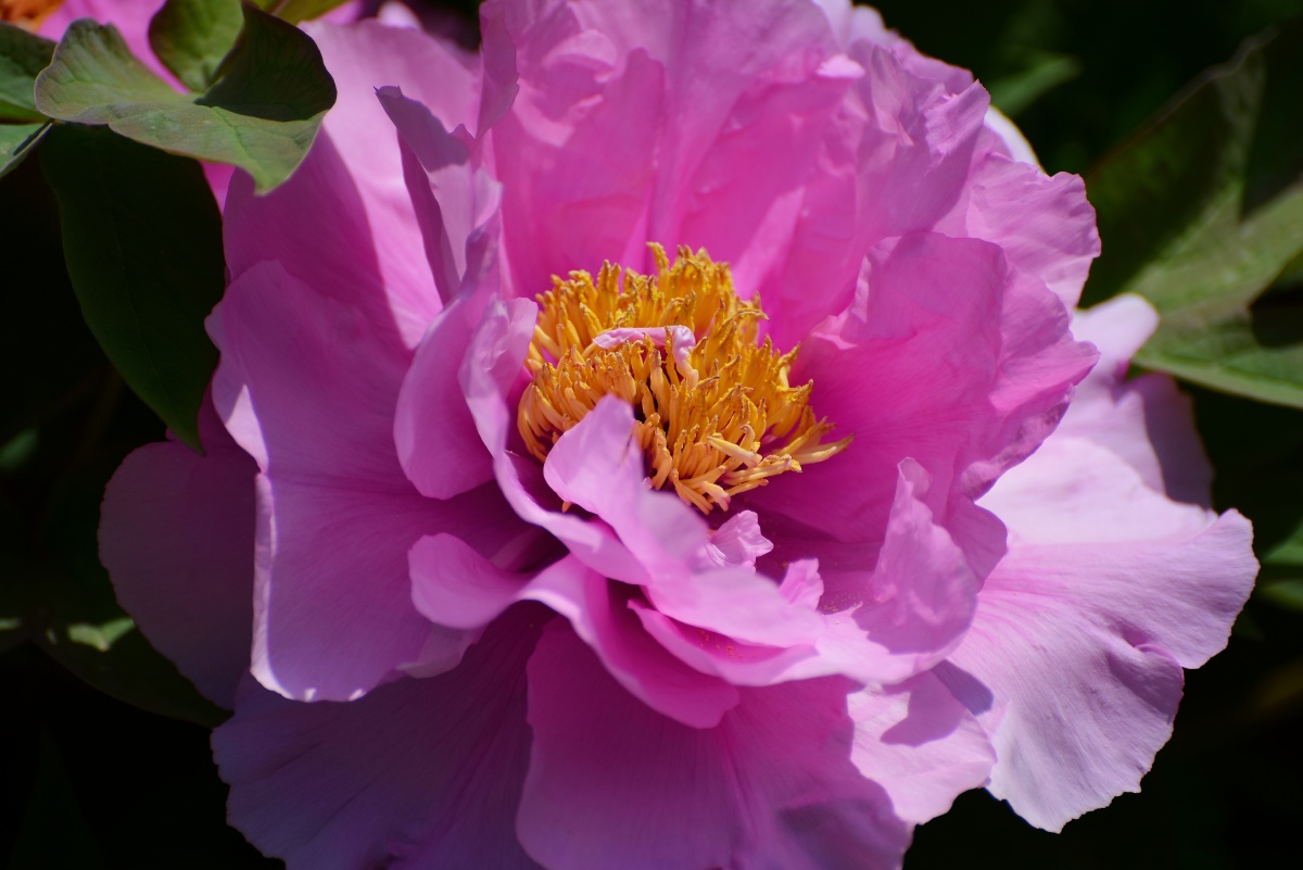 姹紫嫣红的长安牡丹 - 纺织城游民 - 图虫