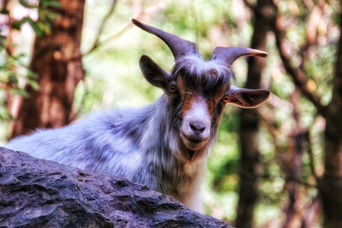 百瑞谷风景区动物园山羊