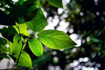 P1100052