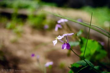 P1100049