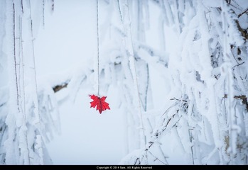 SAM_2100