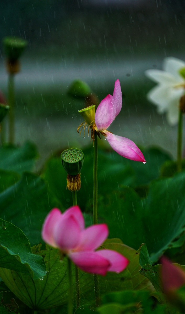 雨中荷