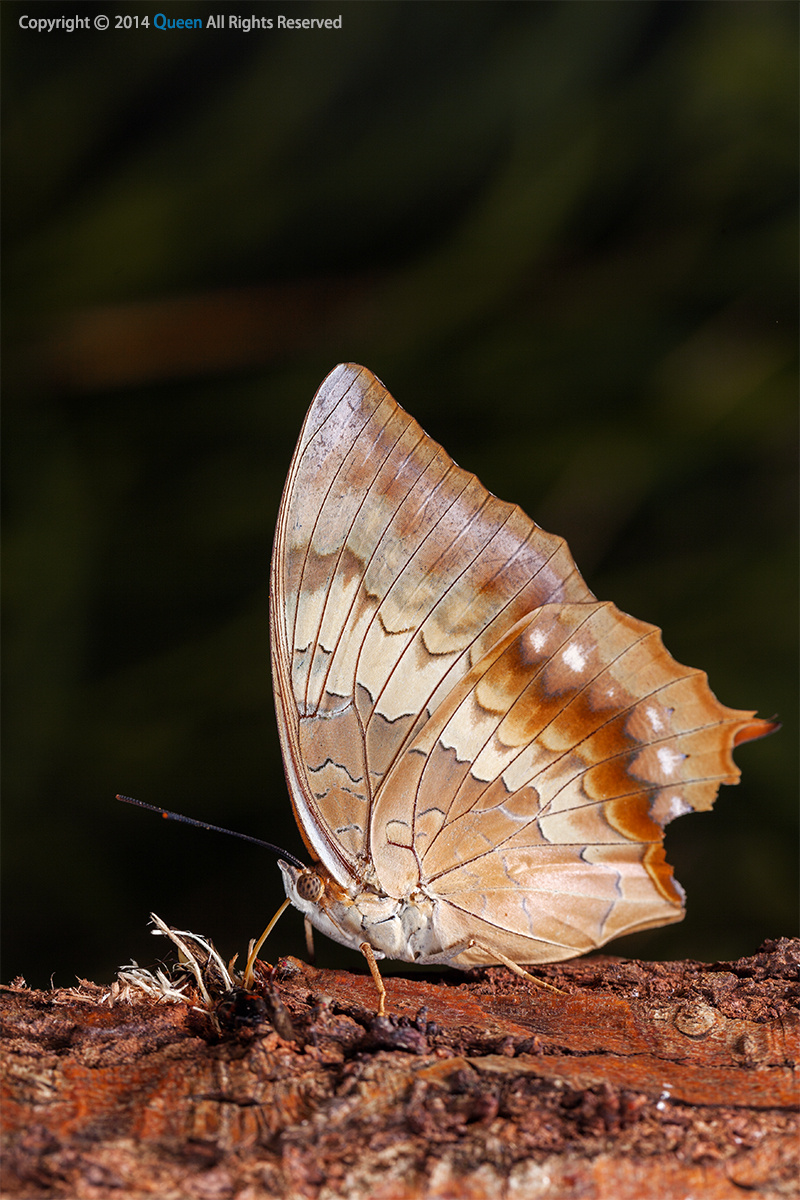 树干上觅食中的木叶蝶