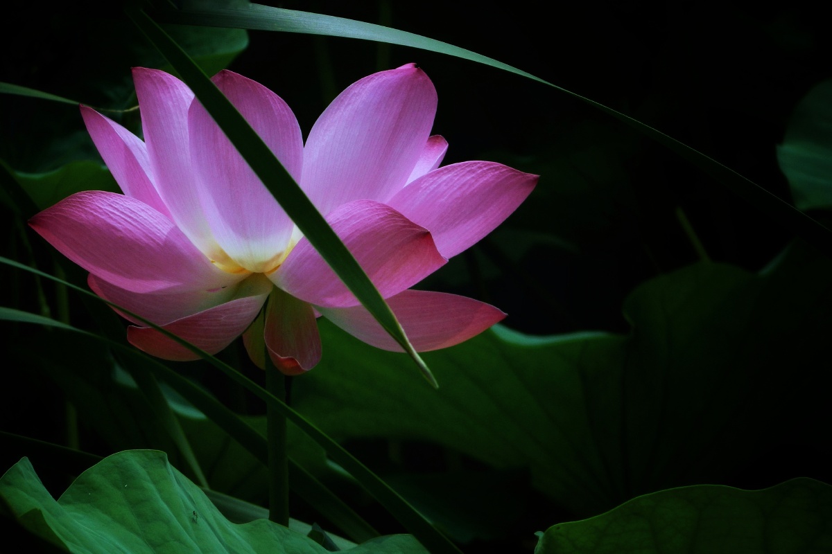 青莲出淤泥而不染濯清涟而不妖