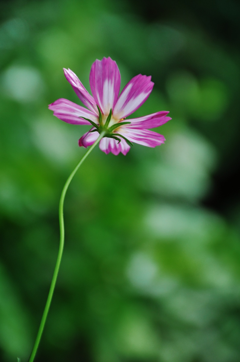 格桑花