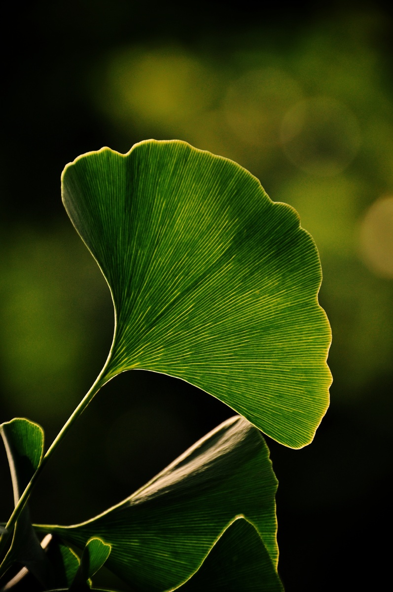逆光下的银杏叶
