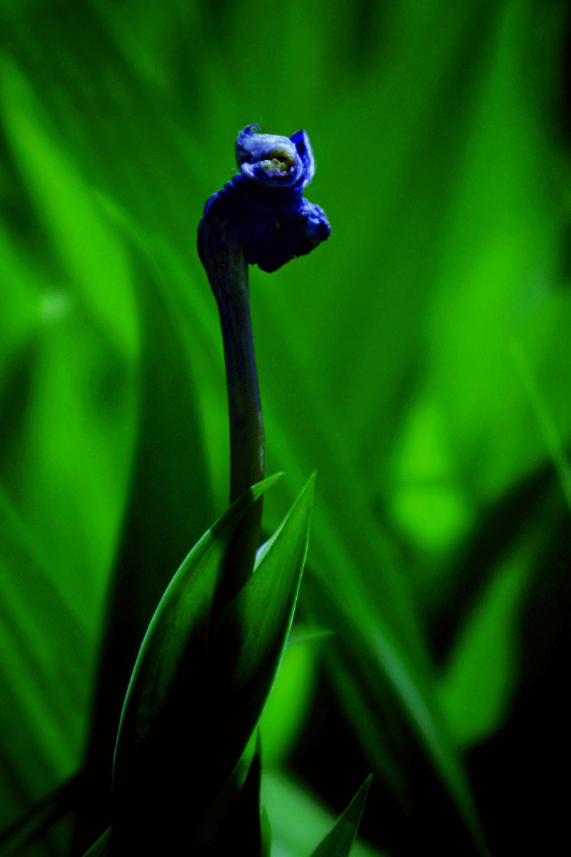 鸢尾花苞