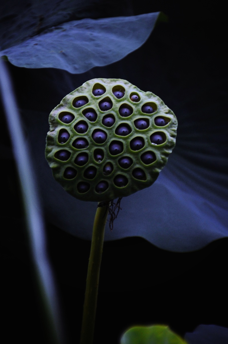 莲子已成荷叶老