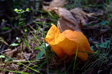 DSCF3803_1