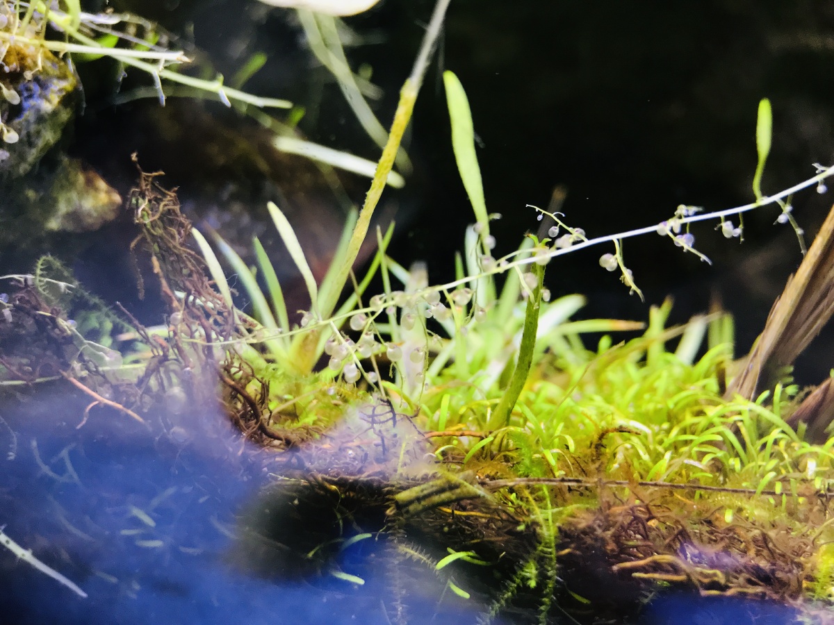 狸藻大叶狸藻水下部分的捕虫囊 - szlgxyx - 图虫