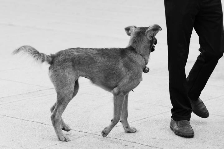 行犬- 麻雀xt - 图虫网 - 优质摄影师交流社区