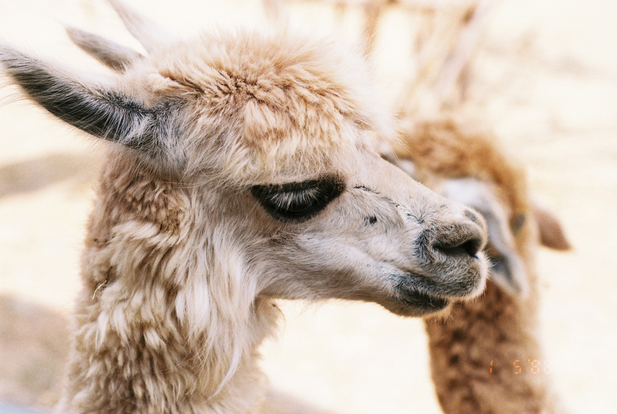 羊驼的睫毛甚是美丽温柔