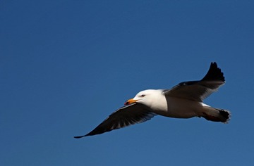 IMG_7031.jpg