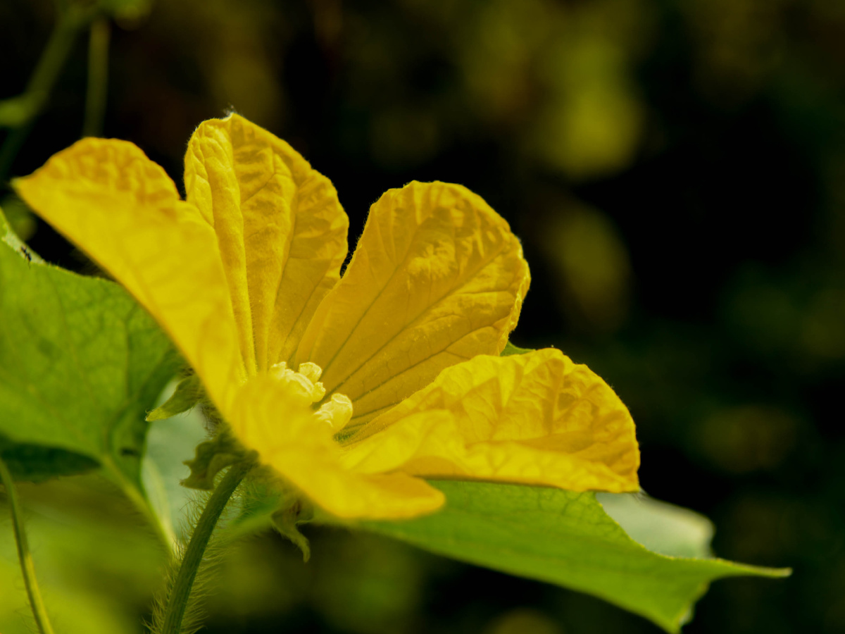 苦瓜花开 - 向约 - 图虫网 - 优质摄影师交流社区
