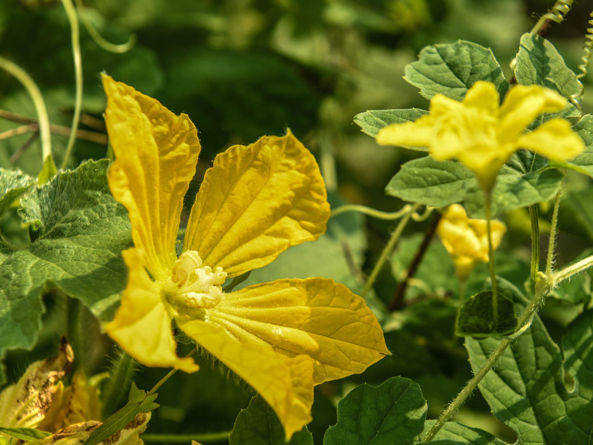 苦瓜花开 - 向约 - 图虫网 - 优质摄影师交流社区