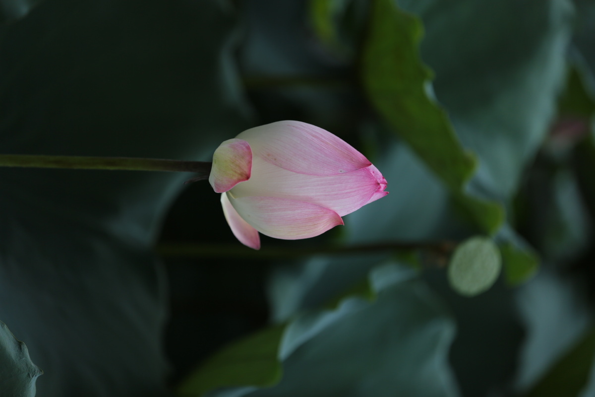 夏日炎炎绿叶婆娑荷花亭亭带来一丝清凉