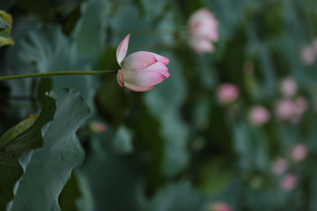 夏日炎炎绿叶婆娑荷花亭亭带来一丝清凉