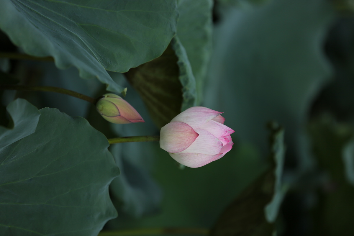 夏日炎炎绿叶婆娑荷花亭亭带来一丝清凉