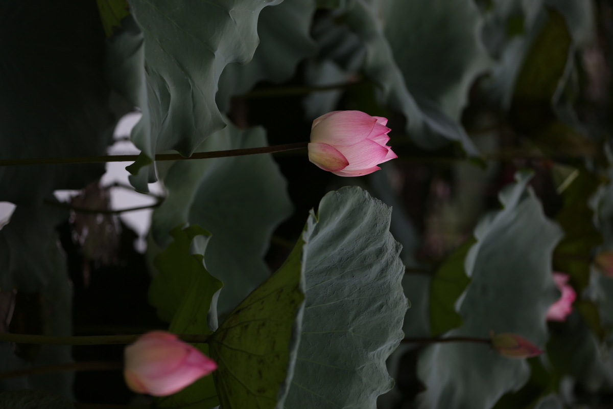 夏日炎炎绿叶婆娑荷花亭亭带来一丝清凉