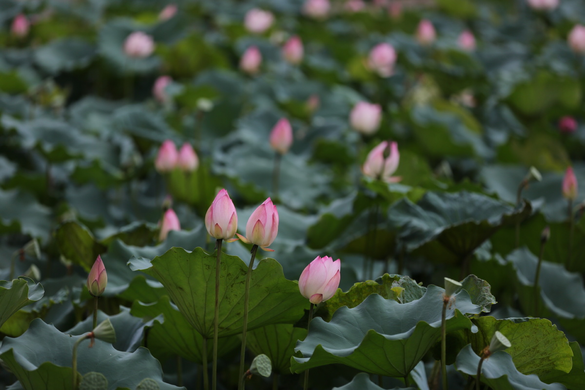 夏日炎炎绿叶婆娑荷花亭亭带来一丝清凉