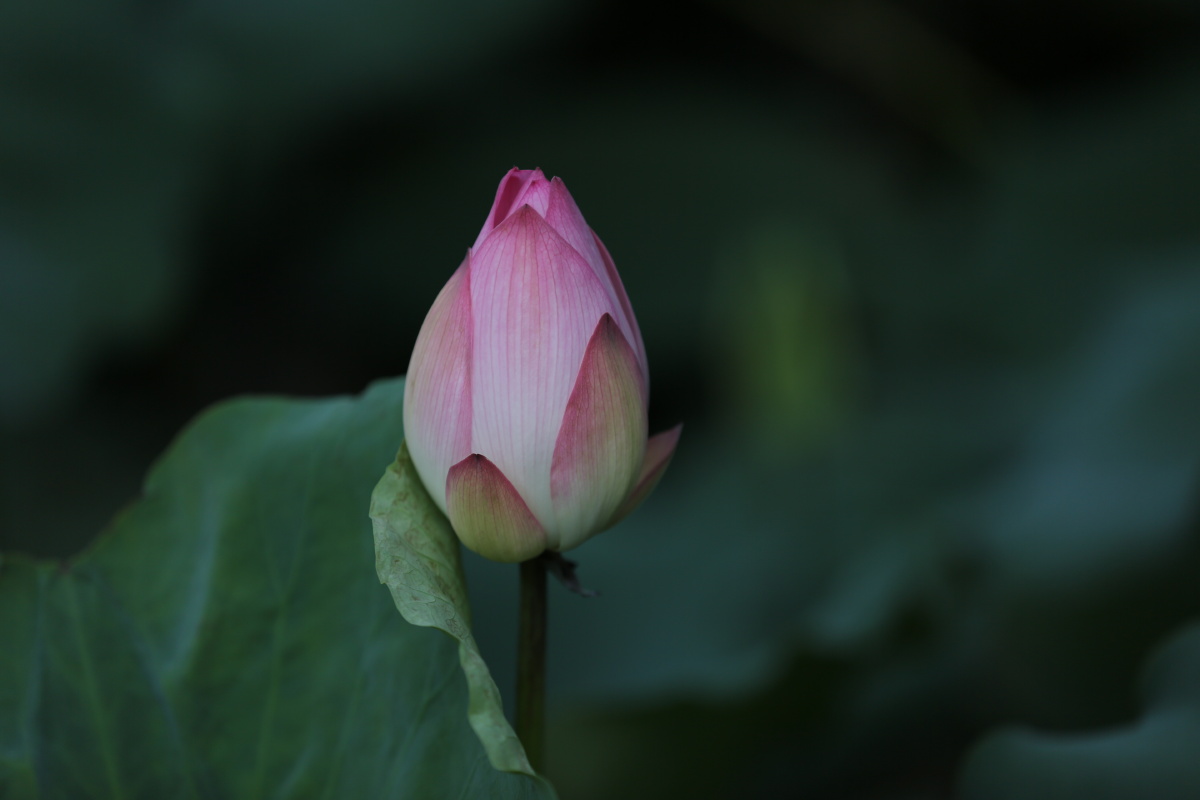 夏日炎炎绿叶婆娑荷花亭亭带来一丝清凉