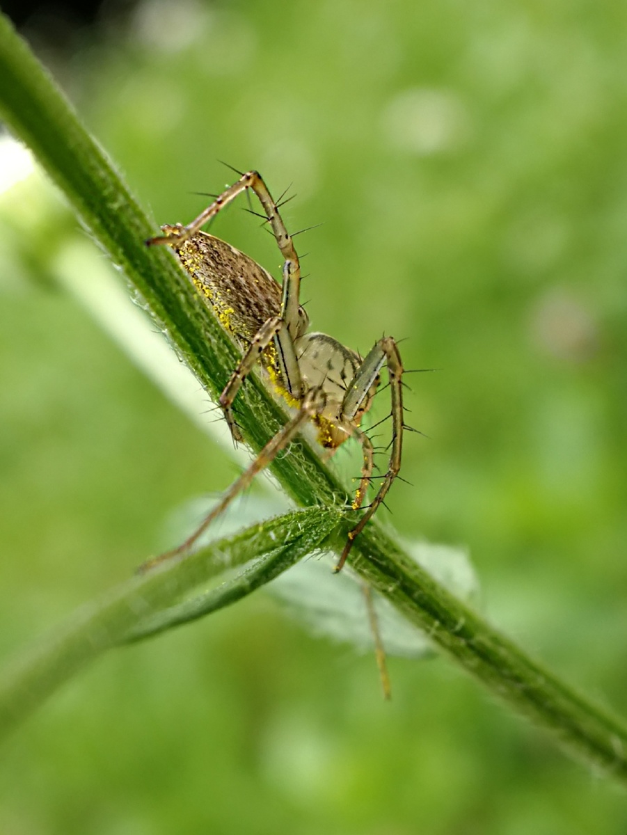 草丛中的透明蜘蛛,用微距拍摄.