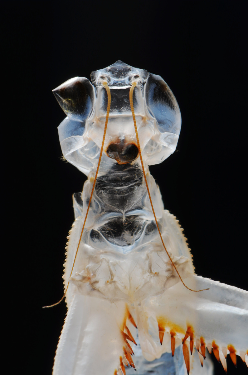 螳螂蜕的皮一张