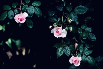 D70540B0-654D-4933-9E37-F1B1EAFAF8F0/L0/001