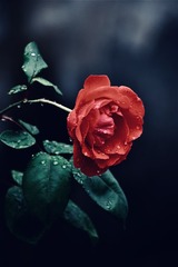 C74F687B-97F1-439C-9C1D-A1C688C83C40/L0/001