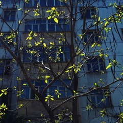 春光