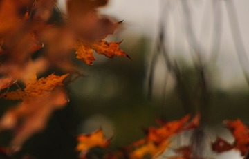 红叶2