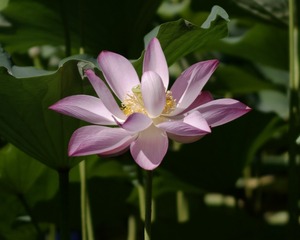 978F5D1F-3559-45BD-AE96-7BD81E5A3779/L0/001